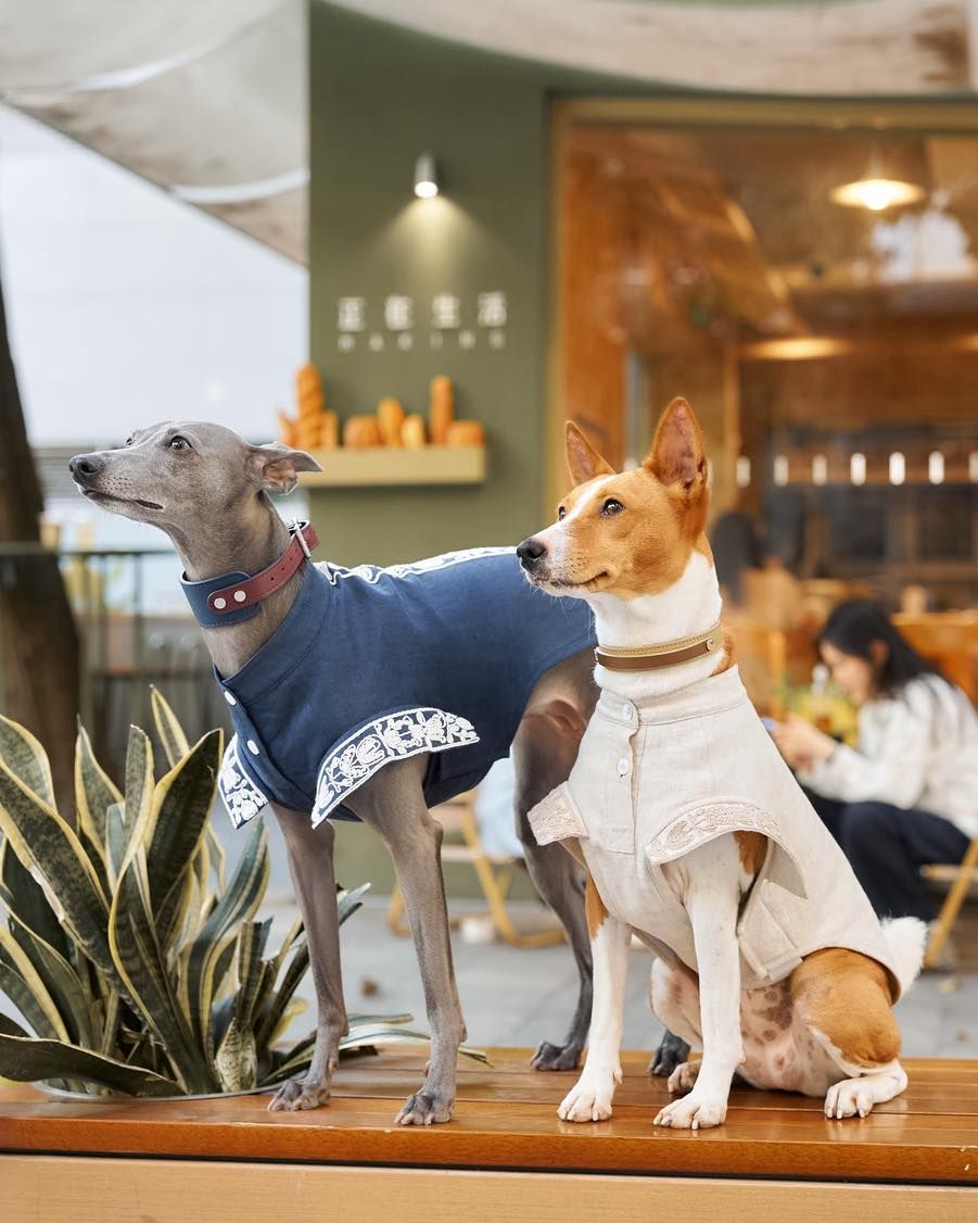 Pet Gear & Accessories